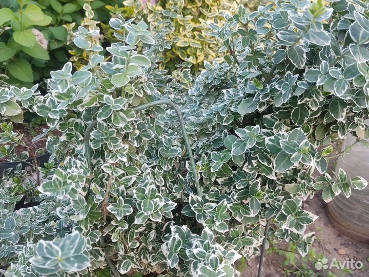 Самшит, Спирея, Бересклет Форчуна