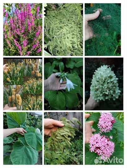 Садовые многолетники