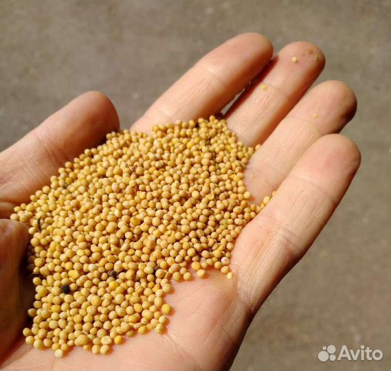 Семена горчицы