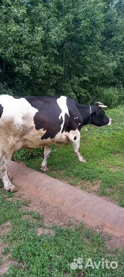 Корова дойная с теленком