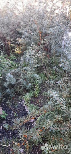 Саженцы облепихи девочки и мальчики