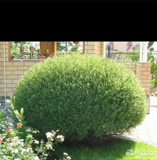 Ива шаровидная Нана