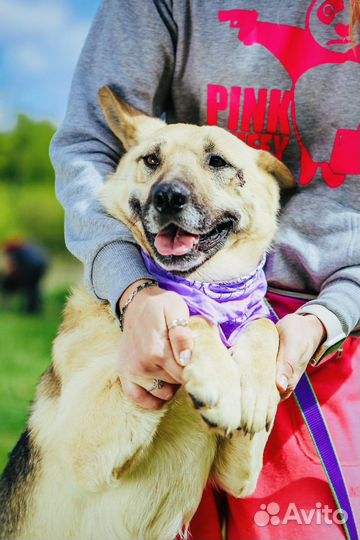 Собака из приюта