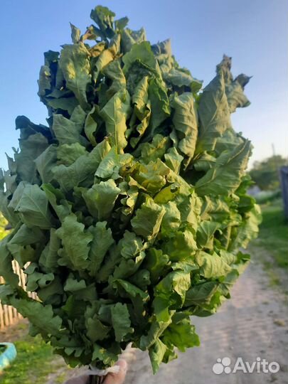 Дубовые веники для бани