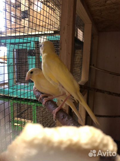 Певчие и дикие птицы