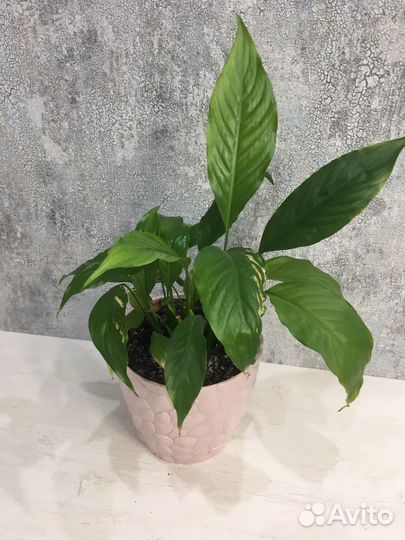 Спацифиллум