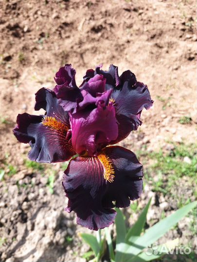 Ирисы бородатые сортовые