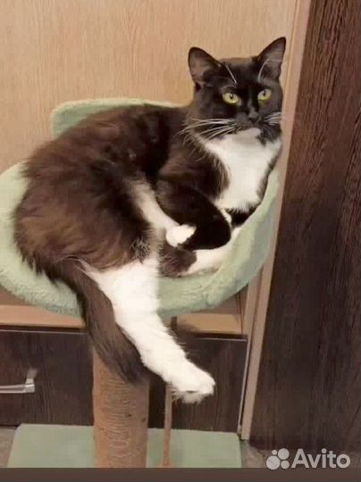 Передержка животных, выгул