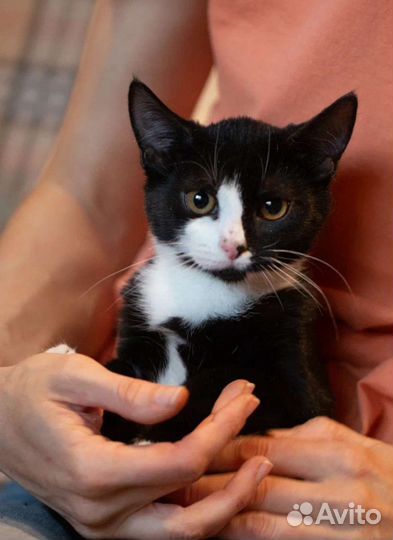 Кошечка Маслинка в добрые руки