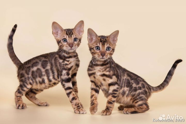 Бенгальские котята