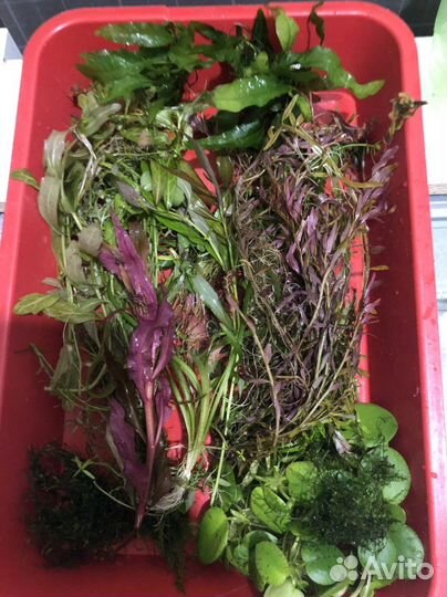 Аквариумные растения