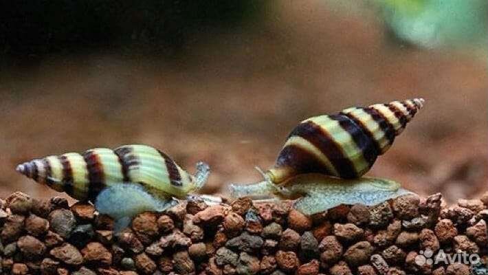 Улитка Хелена