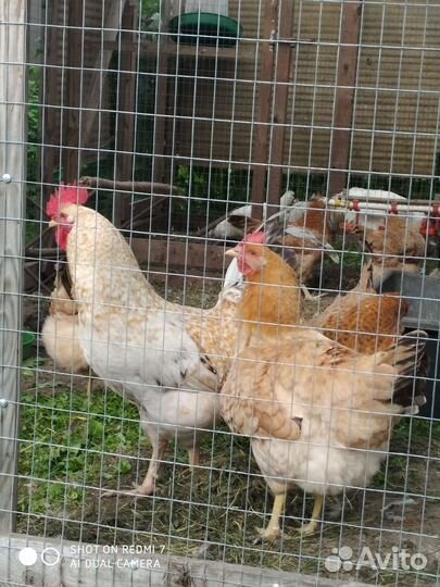 Инкубационное яйцо