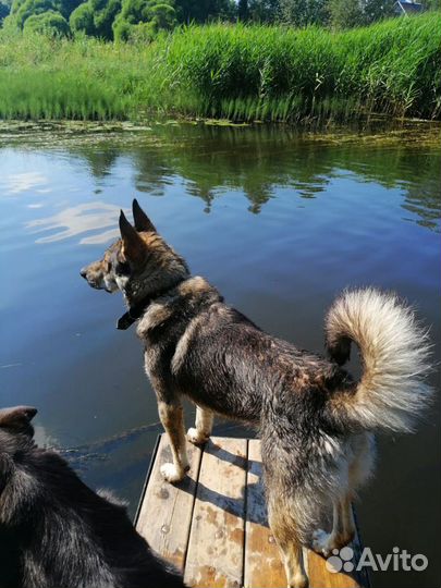 Собака. Красавец Дик ищет дом