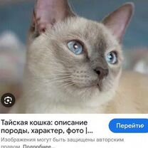 Котята Тайские