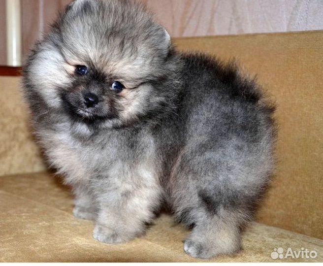 Щенки шпица