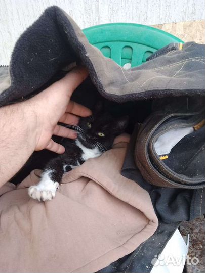 Котенок в добрые руки
