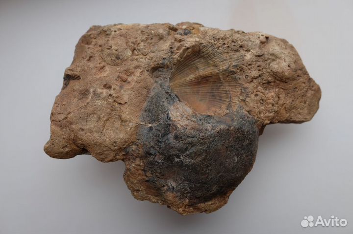 Камень с отпечатками ракушек