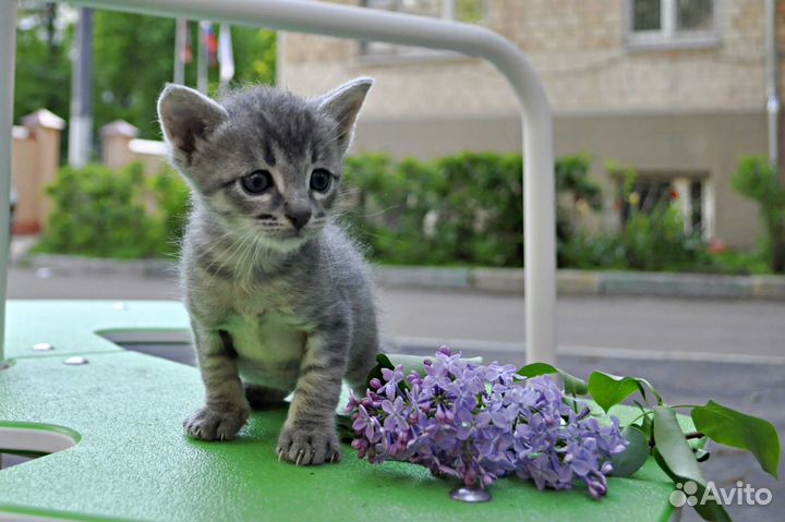 Котенок Коржик в поисках дома