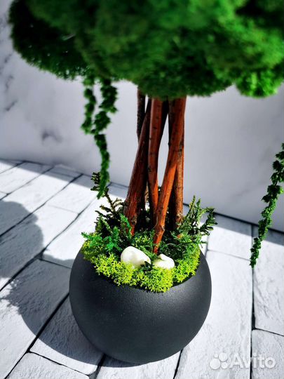 Топиарий (бонсай) из стабилизированного мха