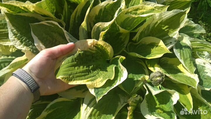 Хосты зелёных фоновых цветов