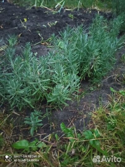 Растения для дома и сада