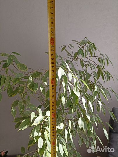 Фикус бенджамина большой