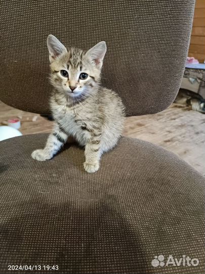 Котята