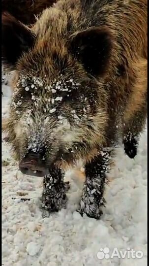 Поросята дикого кабана