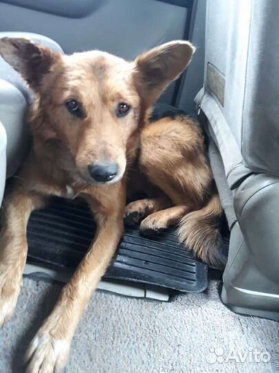 Собака в добрые руки отдам бесплатно