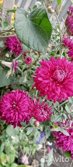 Хризантемы