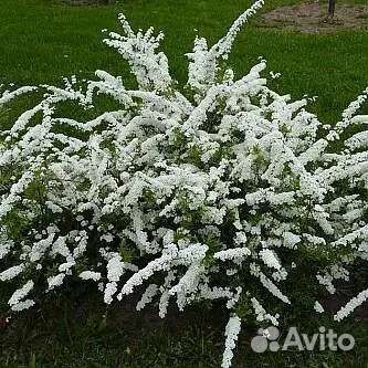 Спирея Грефшейм