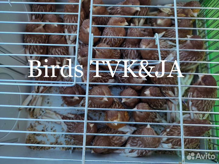 Кенара и канарейки фео белый рецессив и др