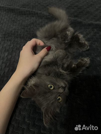 Котик мальчик