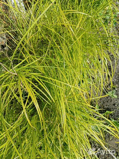 Земляной орех чуфа