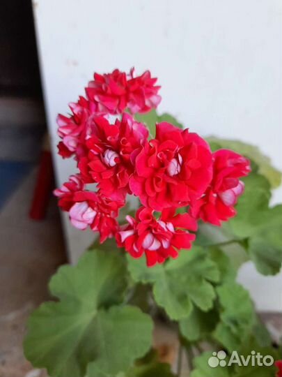 Фикус. Герань розебудная 3шт