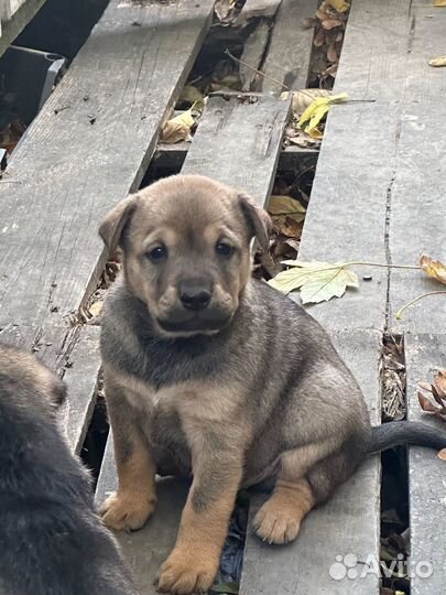 Щенки в добрые руки