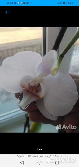 Орхидеи фаленопсис