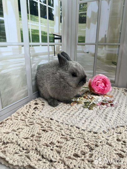 Карликовый кролик
