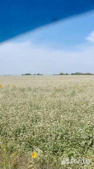 Мед свежий 2022 гречишный