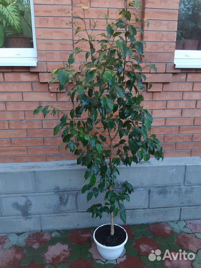 Фикус бенджамина большой