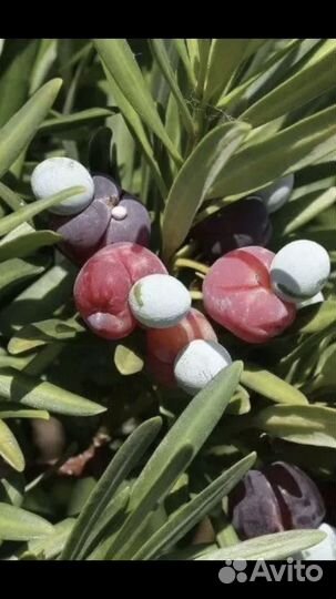 Мармеладное дерево