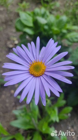 Многолетники для малоуходного сада