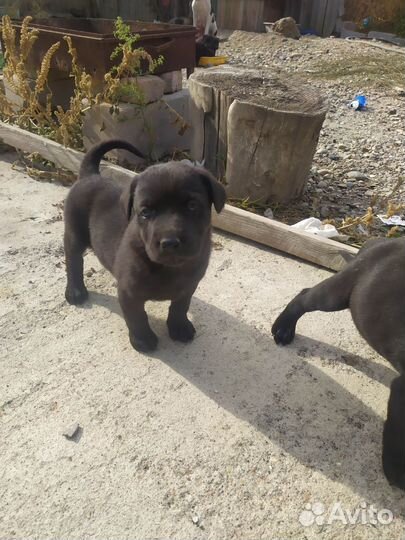 Щенок мама аммстафф папа негодяй