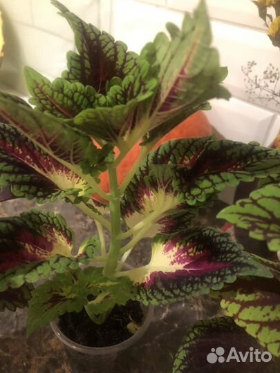 Колеусы вегетативные