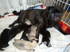 Девочка черная