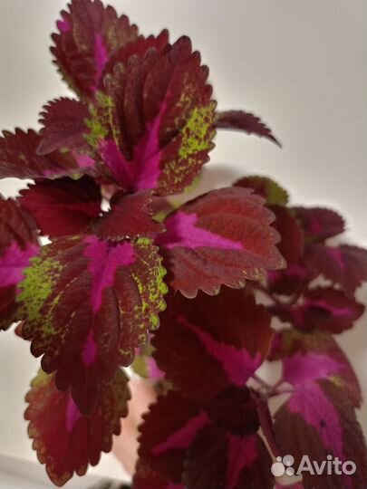 Цветы колеусы