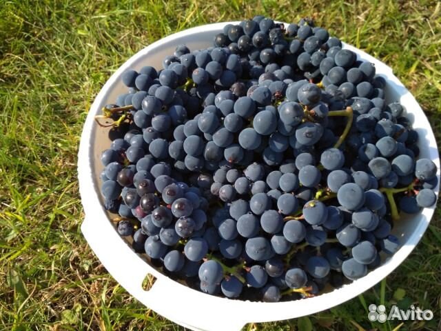 Виноград Изабелла