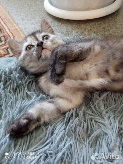 Котёнок девочка будет два месяца