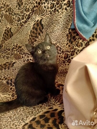 Отдам котят в хорошие руки